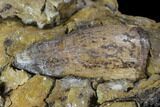 Fossil Crocodile Tooth In Rock - Aguja Formation, Texas #88718-1